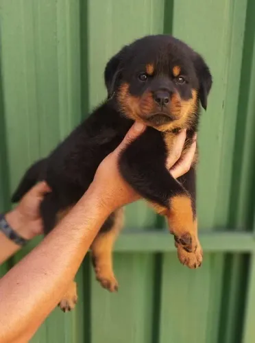 Rottweiler Pacelamento sem juros no cartão.