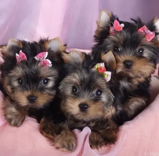 Yorkshire Terrier  Fêmeas 