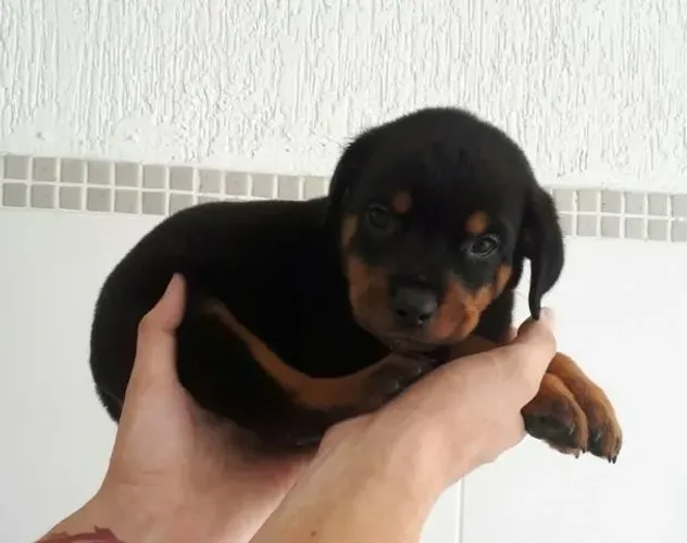 Rottweiler- machinho cabeça de touro com 49 dias, disponível -Daniela