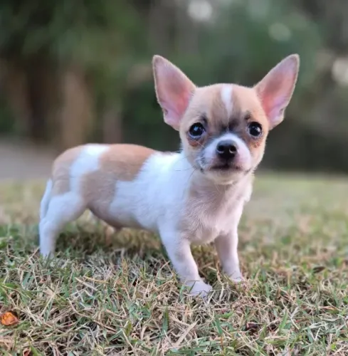 Chihuahua Machinho bicolor com 67 dias, o menor cão do mundo-Dani