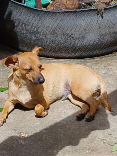 Doa- uma cadela.