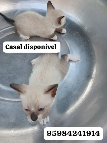 Doação de gatinho disponível 