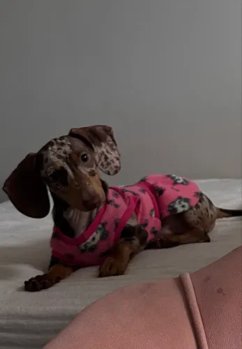Filhote fêmea de Dachshund Arlequim com 6 meses