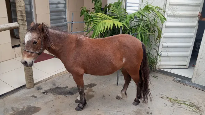 Ponney fêmea 