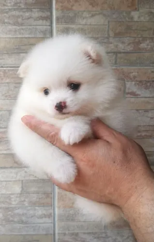 Spitz Alemão/ lulu da pomerânia ursinho