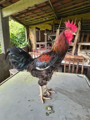 Dúzia de Ovos galados/férteis Galinha Sertaneja Balao