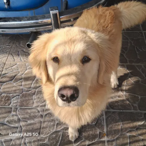 Filhote de golden de 7 meses