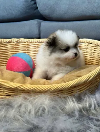 Wpp * DOAÇÃO Lulu-da-pomerânia filhotes 2 macho e 1 fêmea. Retirar no Itaim bibi!