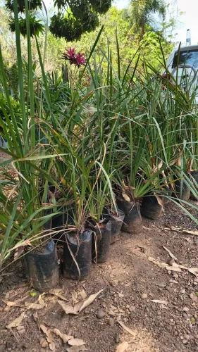 Plantas em Goiânia