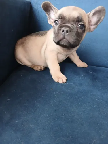 Buldogue francês 