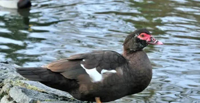 Vende-se pato para abate