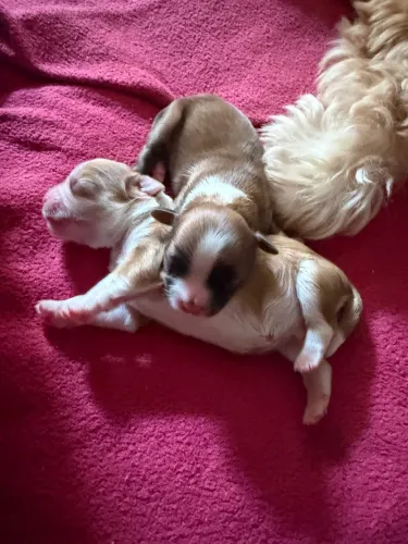 Pet Shitzu (mini) Pedigree