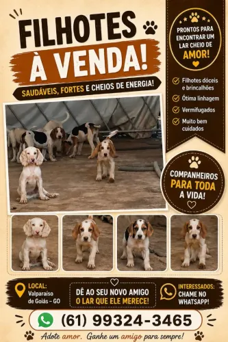 Raça do cachorro:Foxhound-americano