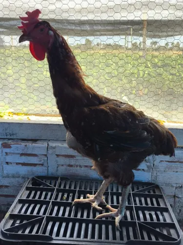 GSB - ovos e pintinhos