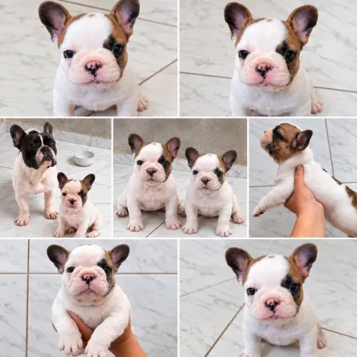 Buldogues franceses Bulldog fêmea top linda 