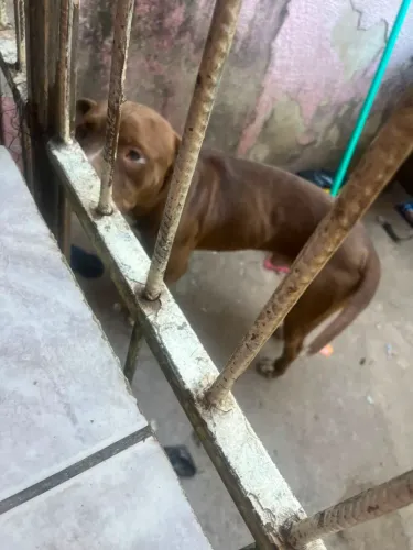 Doa-se cachorro