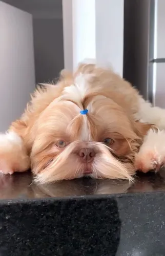 Seu novo melhor amigo tem quatro patas e muita fofura.