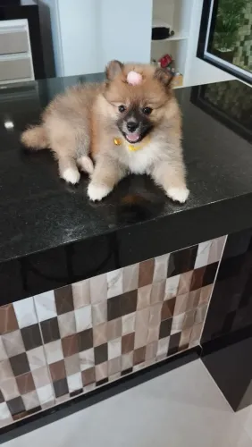 Filhote de spitz alemão (lulu da Pomerânia)