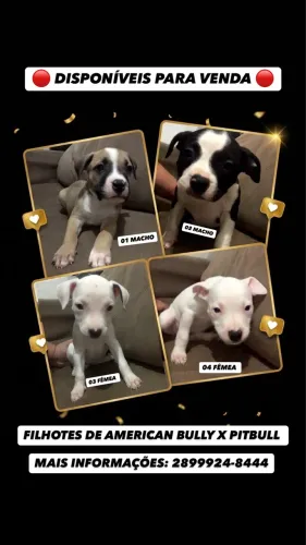 FILHOTES DE AMERICAN BULLY X PITBULL 