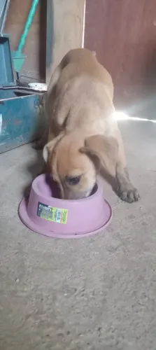 Cadela filhote região Brasilândia 