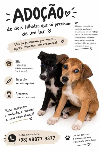 Doação filhote de cachorro