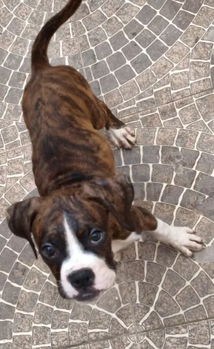 Filhotes de cachorro raça boxer disponíveis !
