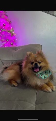 Vendo Lulu da pomerânia laranja