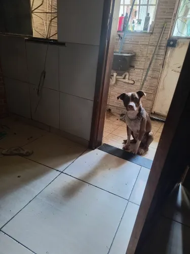 Cão pra adoção 