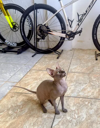 Gato Sphinx Macho Disponível.