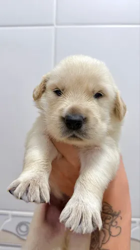 VENDO GOLDEN