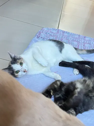 Doação de gato