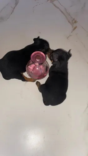 filhotes de pinscher 01, macho 300 e fêmea 350