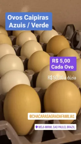 Galinhas Ovos Verdes / Azuis