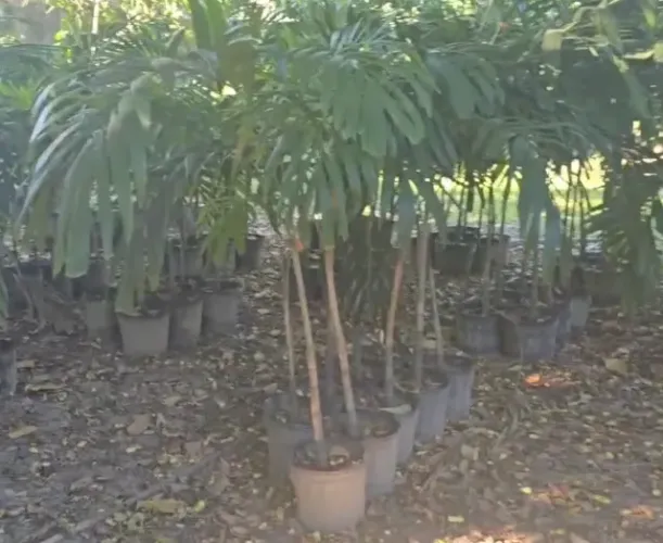 Vendo palmeiras veitchia no pote!