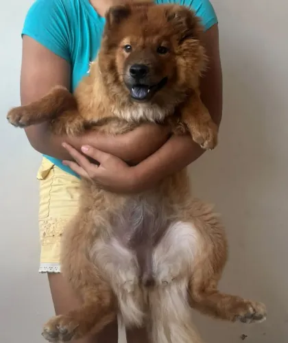 Vendo Chow Chow