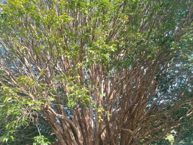 Jabuticabeira Adulta com Mais de 40 Anos