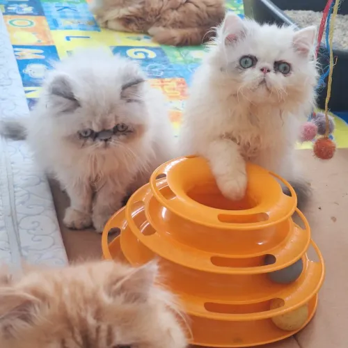 Filhotes de gato persa pedigree
