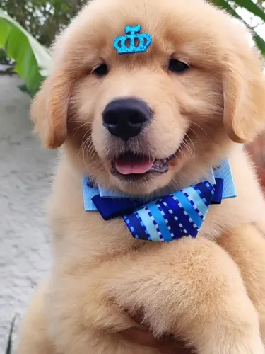 Golden Seu próximo pet favorito está te esperando