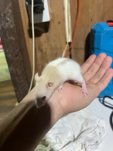 Ratinho twister