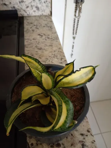 Sansevieria Twisted (rara)