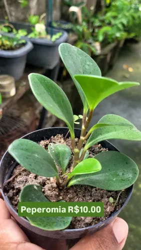 Plantas Valores promocional
