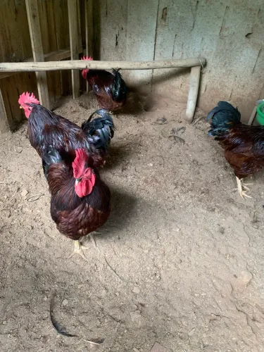 Ovos Férteis Rhode Island Red - Raça Pura