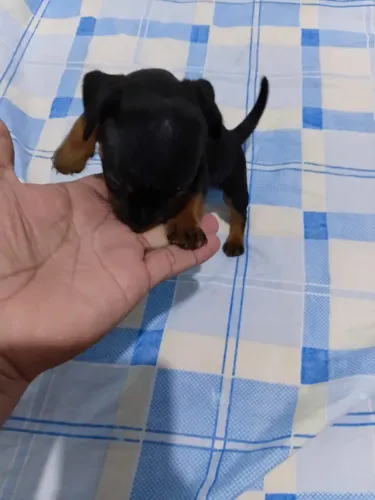 Filhote de pinscher macho