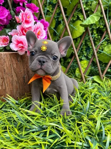 Vendo filhote de Bulldog Francês Fêmea blue exótica
