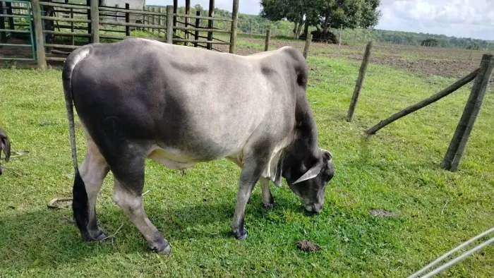 Vende-se lote de vaca leiteira!