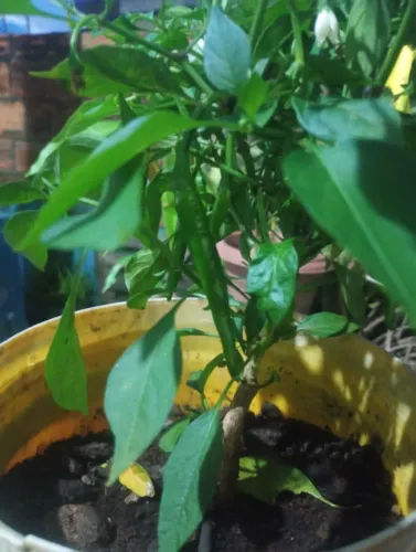 Muda de pimenta caiena (Cayenne)