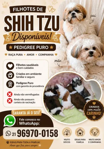 Filhotes de shitzus 100% puros