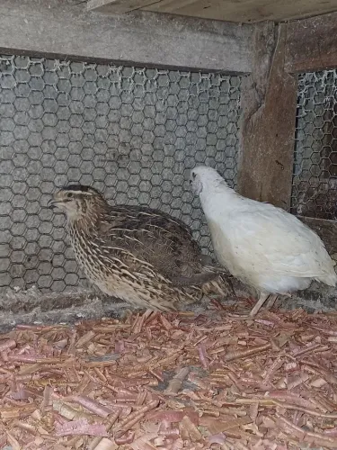 Codorna Gigante 