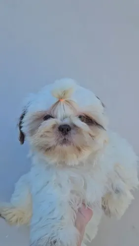 Shih tzu filhotes, valores na descrição, entregamos*