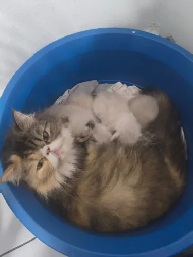 Filhotes de gatos Pérsia/exótico disponível para venda dia 3 de setembro 